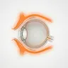 Oculoplastic