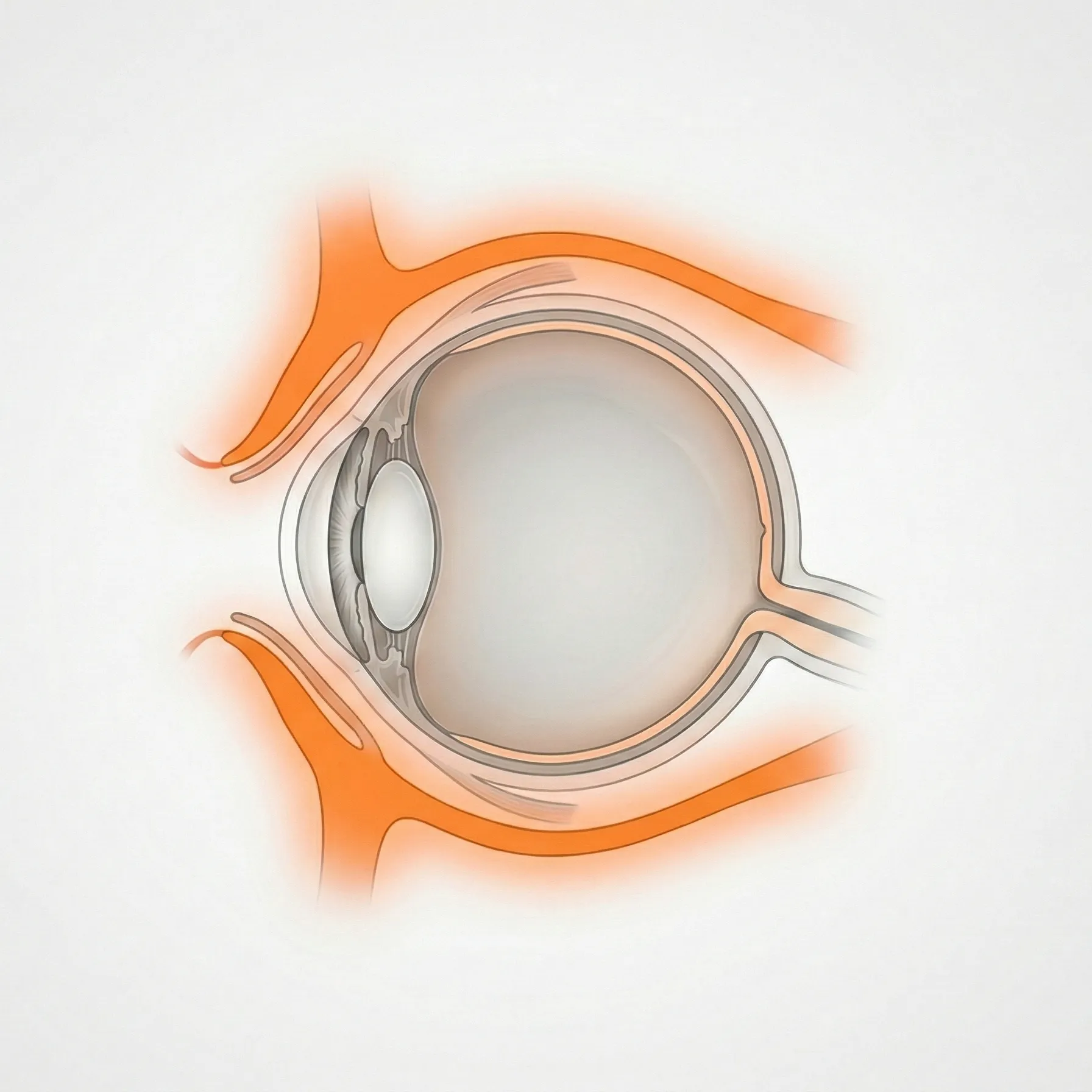 眼形成の参考画像