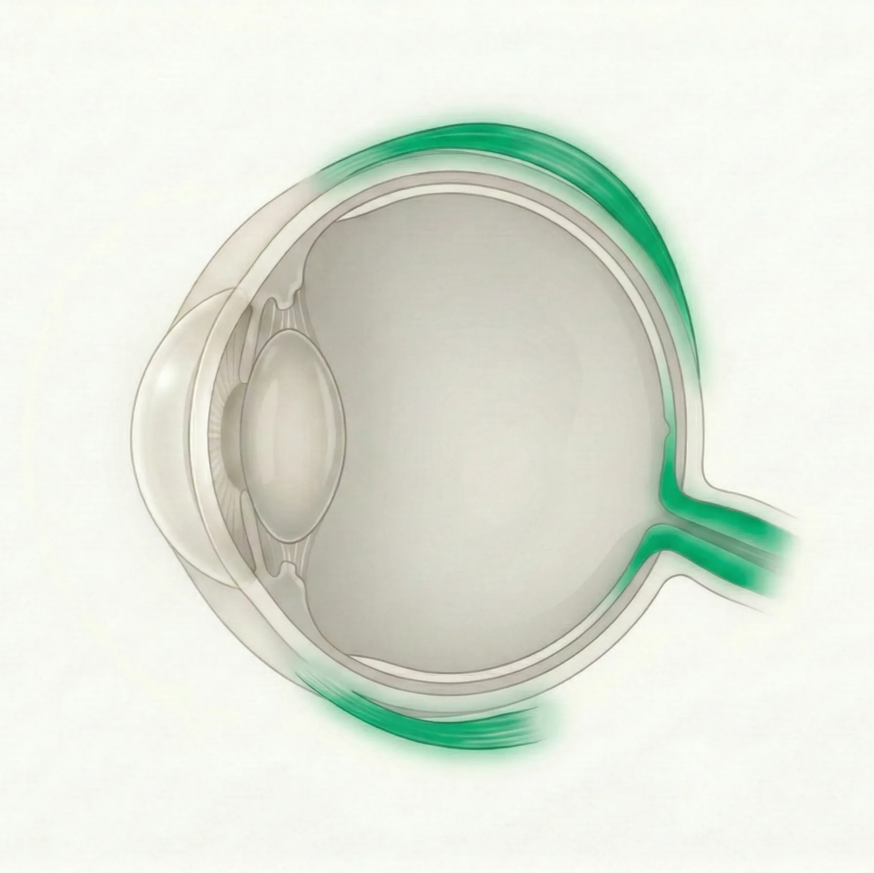 小児眼科・斜視の参考画像